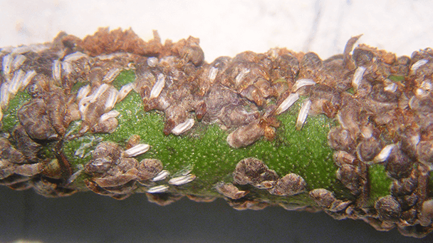 Pest And Disease Center Euonymus Scale Sideimage 608X341