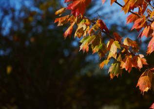 Fall images from the Davey nursery in Wooster.