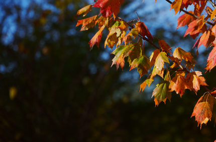 Leaves Fall