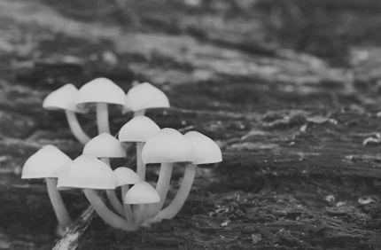 Mushroom Grow Tree
