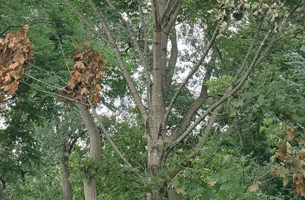 Pest And Disease Verticillium Wilt Banner 1440X500