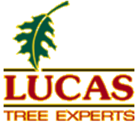 Lucas logo