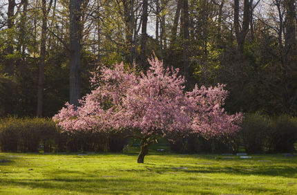 spring flowers