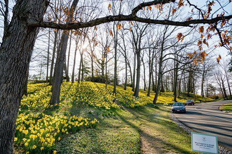 spring flowers and trees