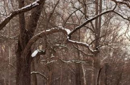 snowy tree