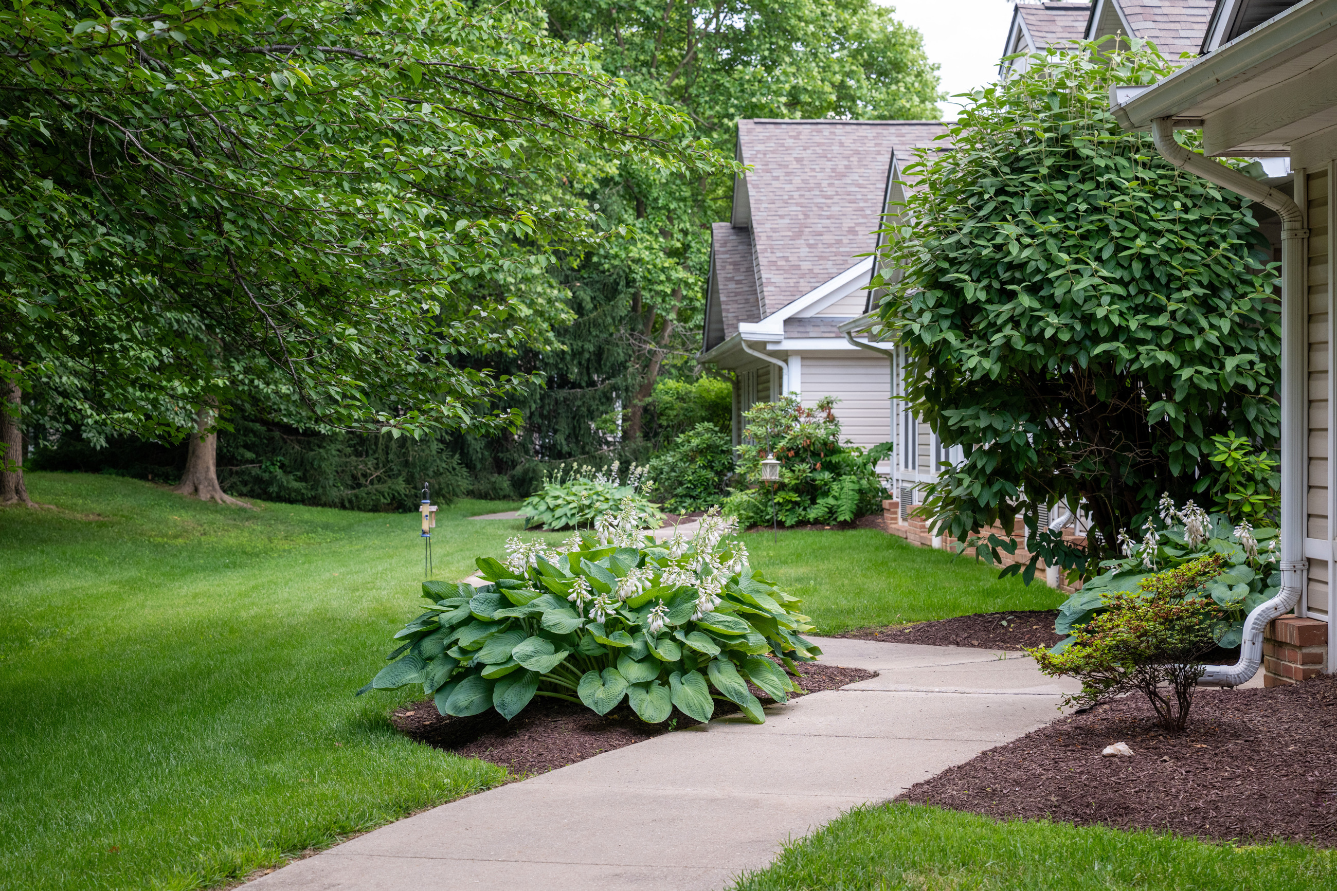 Davey Frederick MD 014