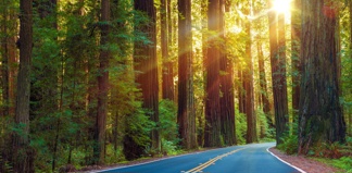 Sunlight Through Forest Road