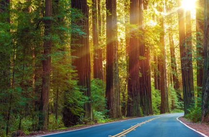 Sunlight Through Forest Road