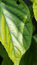 Chlorosis: Symptoms, Causes & Management | Davey Tree