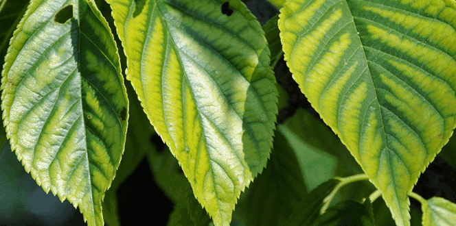 Pest And Disease Chlorosis Banner 1440X500