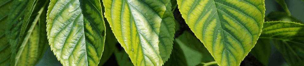 Chlorosis: Symptoms, Causes & Management | Davey Tree