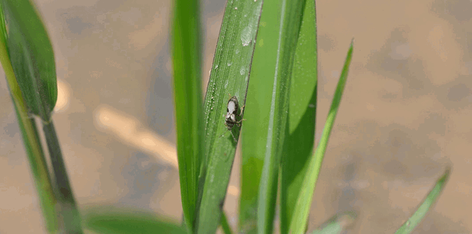 Pest And Disease Chinch Bugs Banner 1440X500