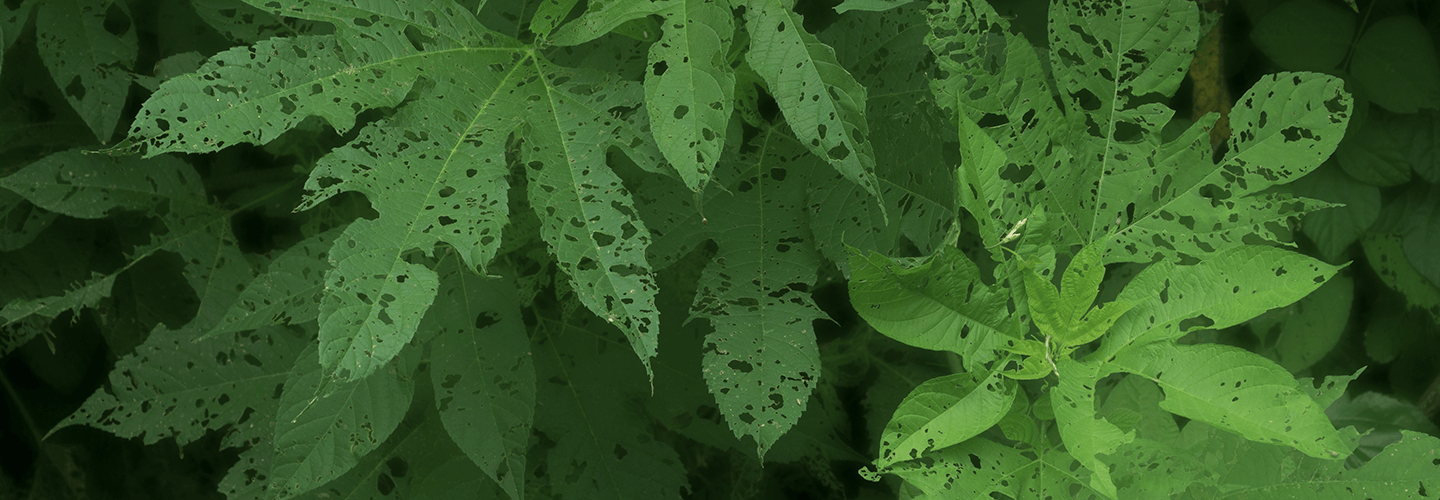 Pest And Disease Center Shothole Disease Banner 1440X500