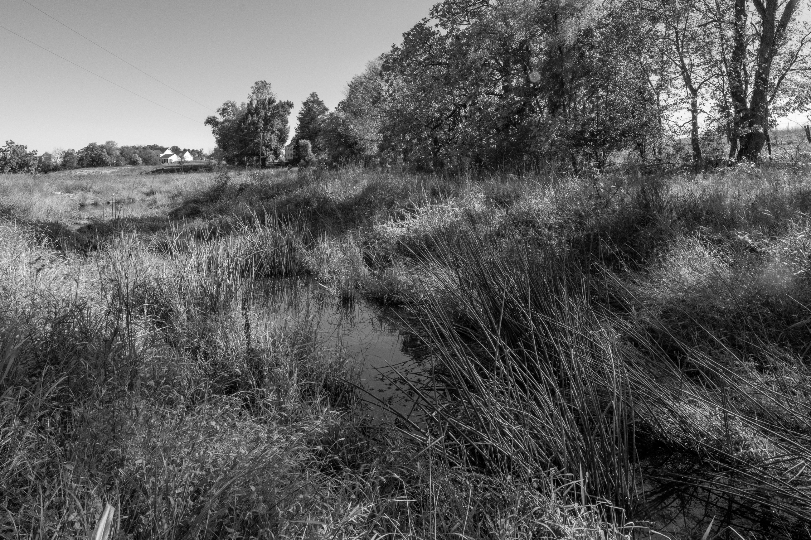 Living Shoreline