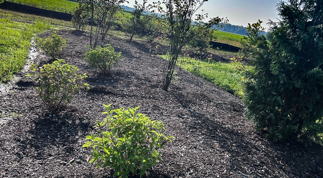 Close Up Raised Bed