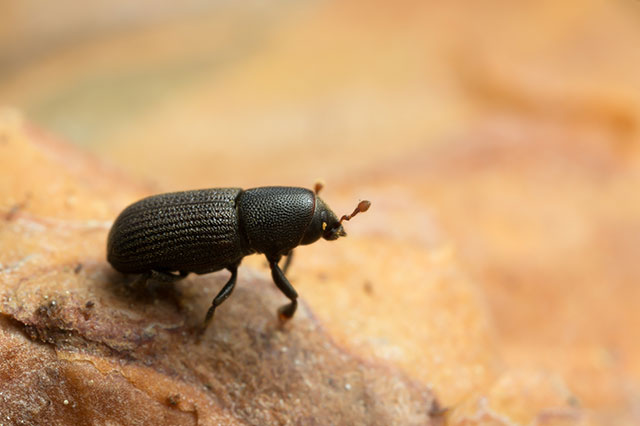 Bark Beetle