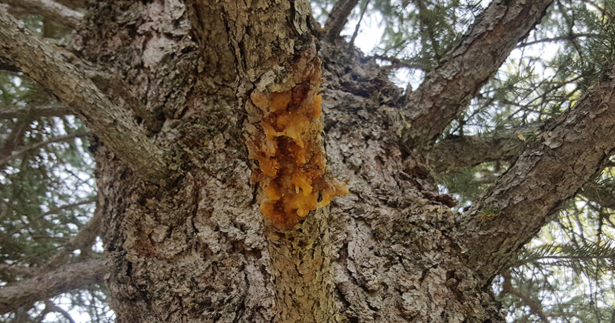 Cytospora Canker: What is Cytospora Canker & How Is It Treated | Davey Tree