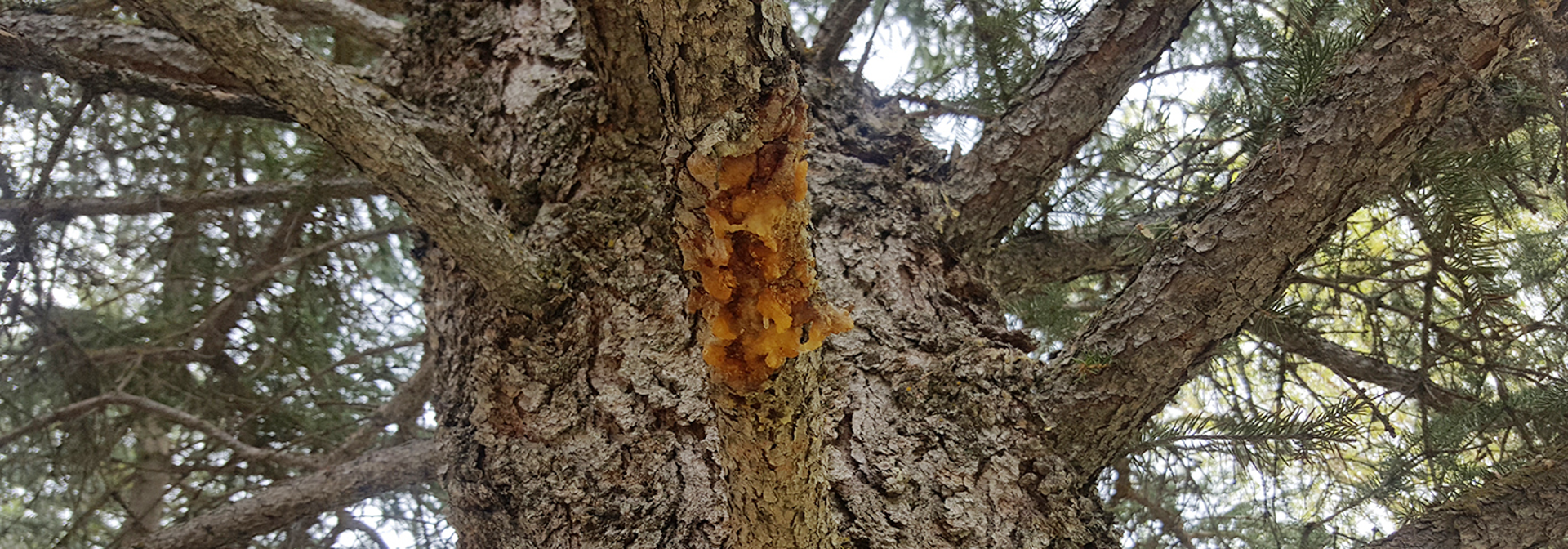 Cytospora Canker Of Spruce Arborist Advice Banner 002