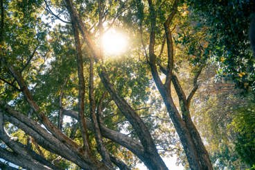 A bright sun shining through tree branches with green leaves.