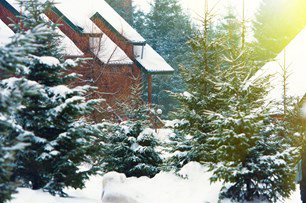Snowy evergreen trees outside
