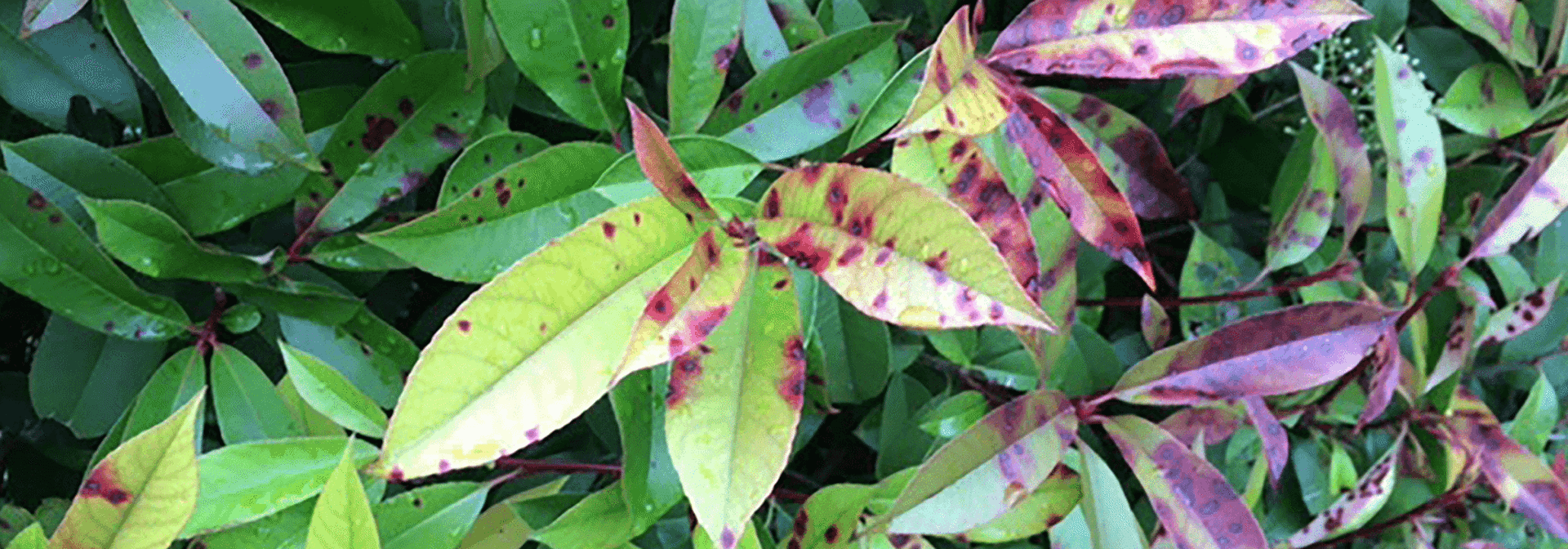 Pest And Disease Center Photinia Leaf Spot Banner 1440X500