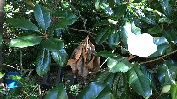 Pest And Disease Btb Tunneling Sideimage 608X341