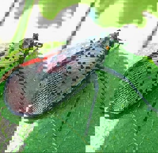 Invasive Pest Control