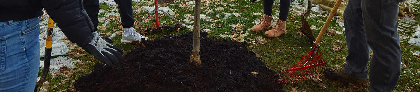 Getting to the Root of Successful Tree Planting Programs | Davey Tree