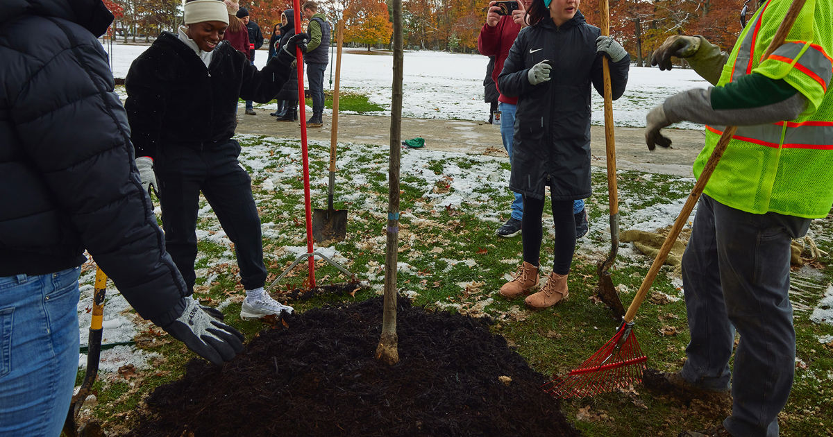 Getting to the Root of Successful Tree Planting Programs | Davey Tree