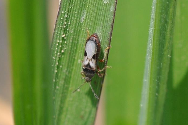 Commercial Blog Pests And Diseases In Your Turf Sideimage5 640X426