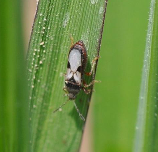 Commercial Blog Pests And Diseases In Your Turf Sideimage5 640X426