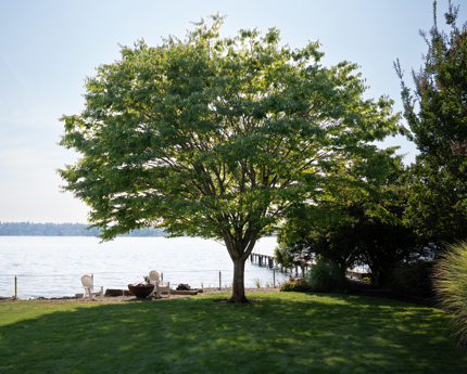 A tree in a park with a body of water in the background.
