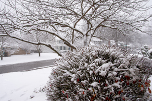 Snow covered tree with no leaves and a bush with snow covered needles sit in a snowy yard