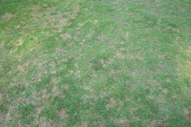 Commercial Blog Pests And Disease In Your Turf Sideimage 640X426