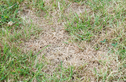 Commercial Blog Pests And Diseases In Your Turf Banner 1440X500