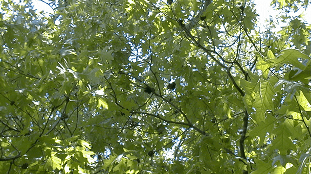 Pest And Disease Horned And Gouty Oak Galls Sideimage4 608X341