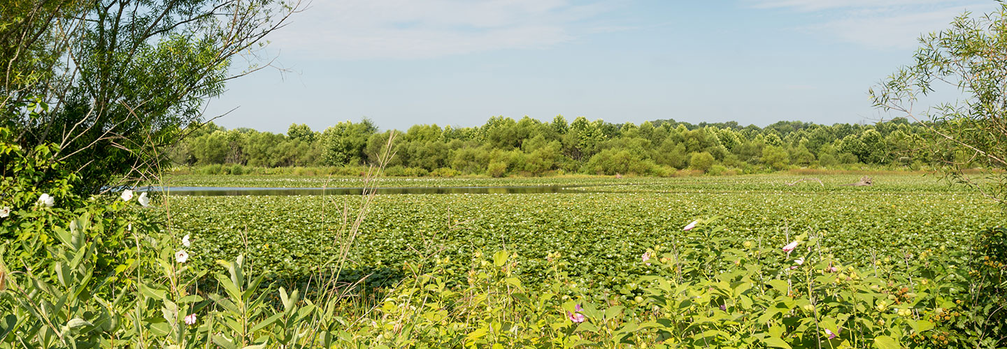 Natural Areas Management Davey Resource Group Davey Tree
