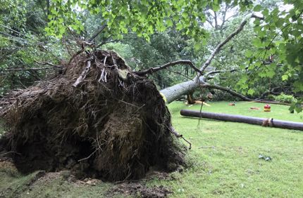 fallen Red Oak