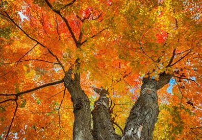 Picture of an orange maple tree