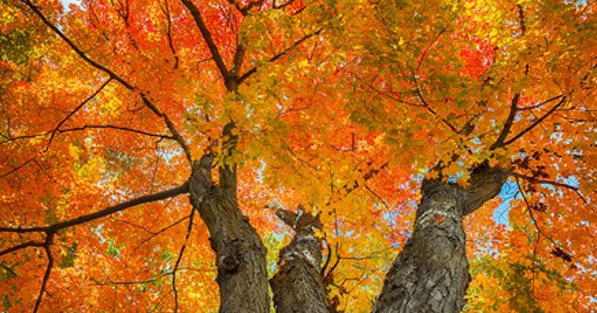 Help your trees transition to autumn | Davey Tree