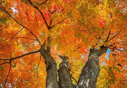 tree with orange leaves in the fall