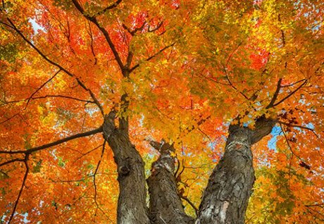 maple tree in fall