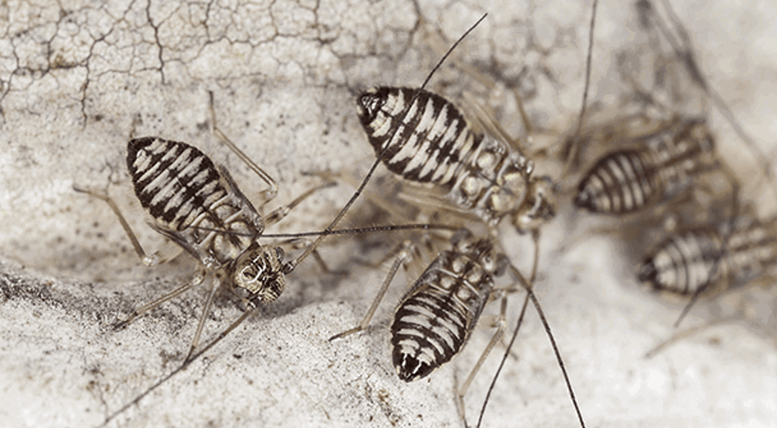 Bark Lice: Are Bark Lice Harmful | Davey Tree