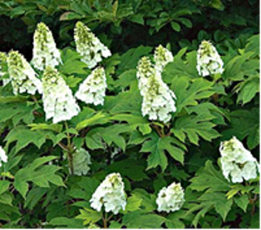 Oakleaf Hydrangea