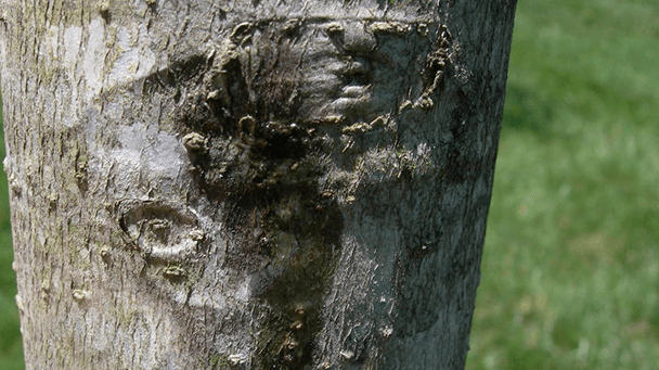 Pest And Disease Botryosphaeria Sideimage4 608X341