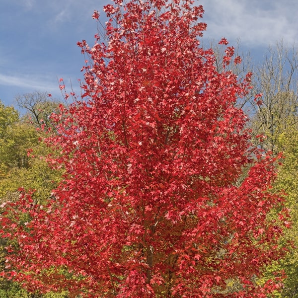 Red Maple