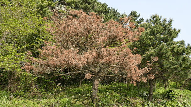 Pest And Disease Pine Wilt Sideimage 608X341