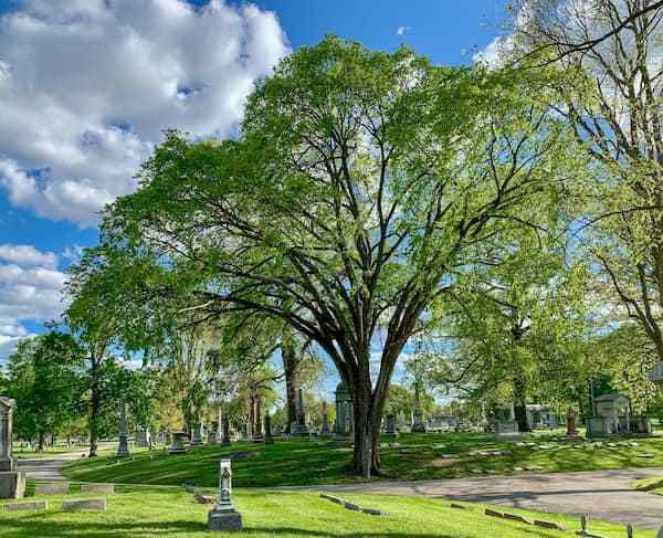 Tree Inventory Data Included Priority Maintenance, Risk And Defect