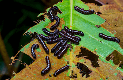 Pest And Disease Center Buck Moth Sideimage2 608X341