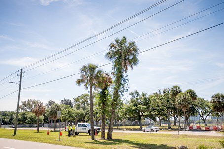 group of palm trees